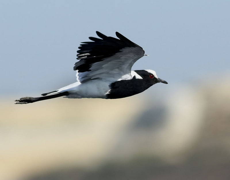 Smedvipa <br> Blacksmith Lapwing <br> Vanellus armatus