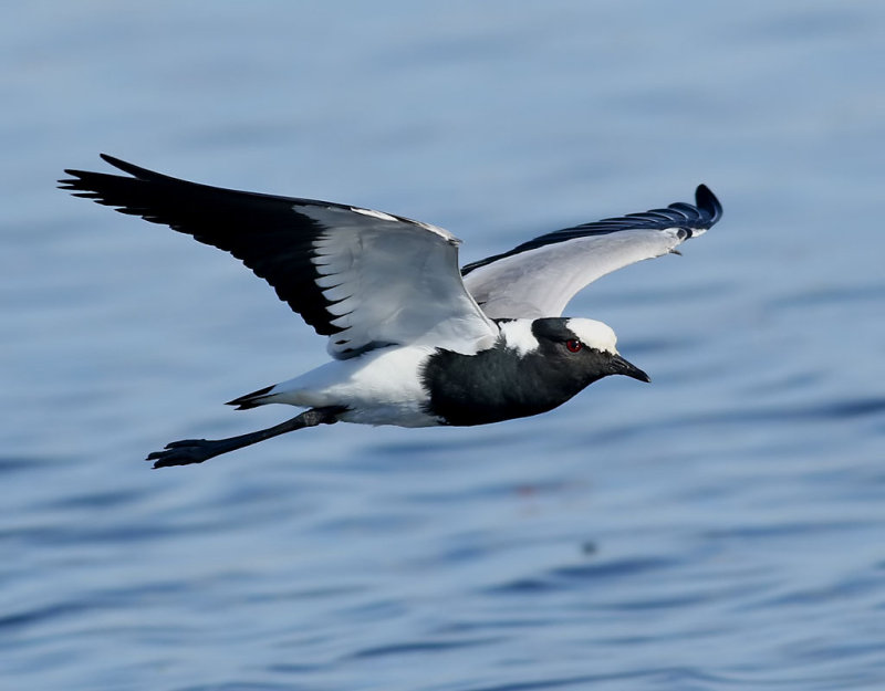 Smedvipa <br> Blacksmith Lapwing <br> Vanellus armatus
