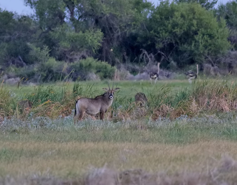 Roanantilop <br> Roan Antilope <br> Hippotragus equinus