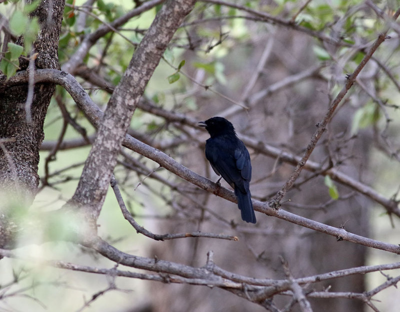 Drongoflugsnappare <br> Southern Black Flycatcher <br> Melaenornis pammelaina
