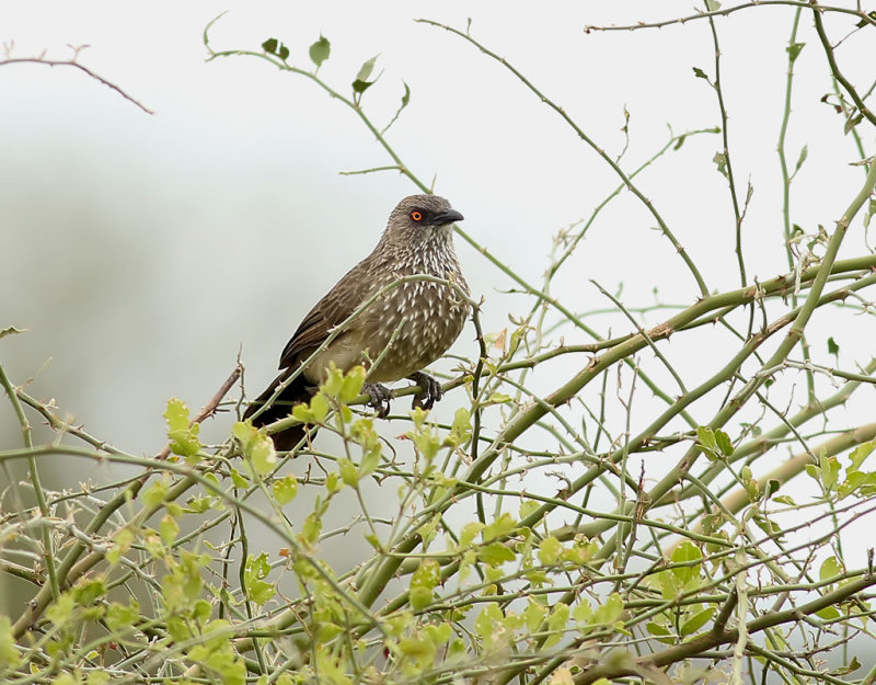 Flckig skriktrast <br> Arrow-marked Babbler <br> Turdoides jardineii