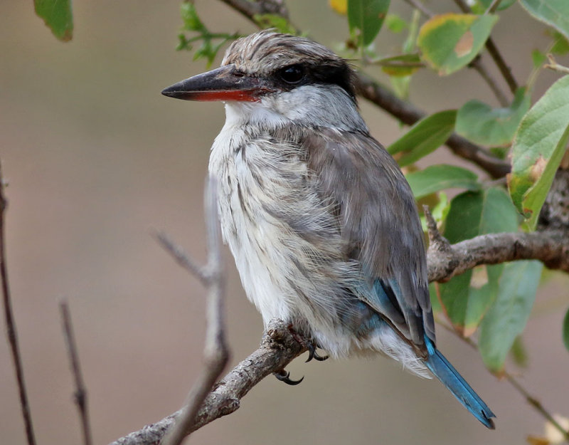 Strimkungsfiskare <br> Striped Kingfisher <br> Halcyon chelicuti