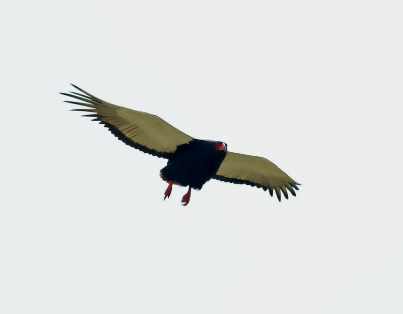 Gycklarrn <br> Bateleur <br> Terathopius ecaudatus
