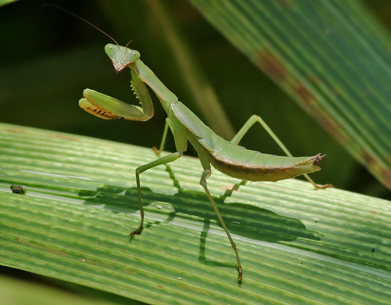 Miomantis sp.