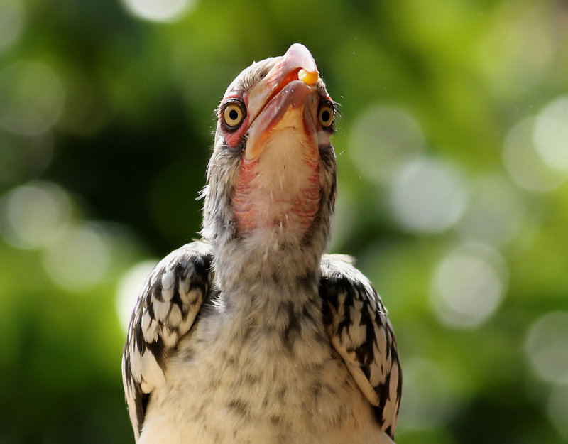 Sydlig rdnbbstoko <br> Southern Red-billed Hornbill <br> Tockus rufirostris