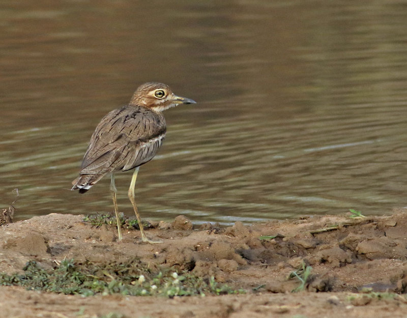 Vattentjockfot <br> Water Thick-knee <br> Burhinus vermiculatus