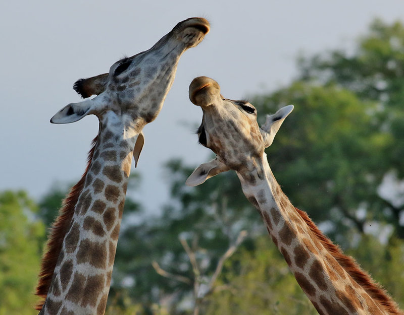 Giraff <br> Giraffe <br> Giraffa camelopardalis