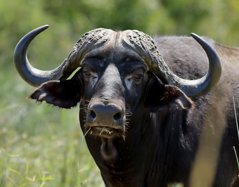 Afrikansk buffel <br> African Buffalo <br> Syncerus caffer
