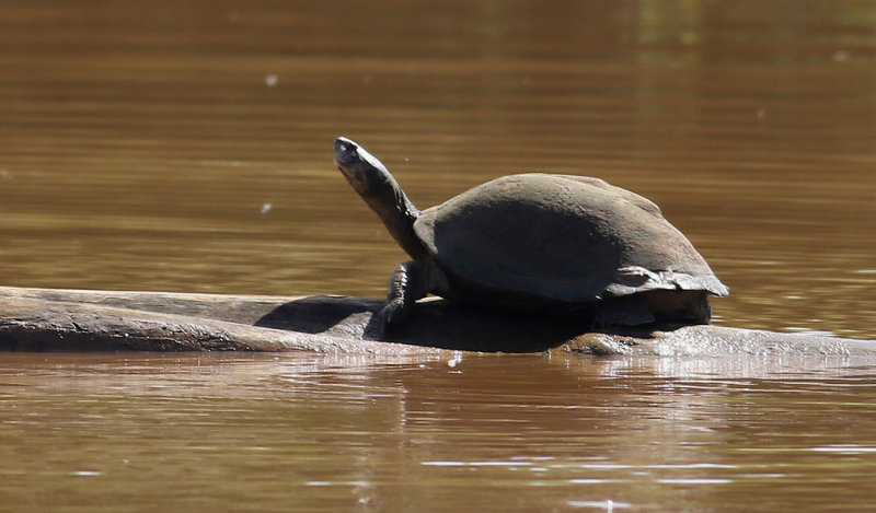 East African Serrated Mud Turtle <br> Pelusios sinuatus
