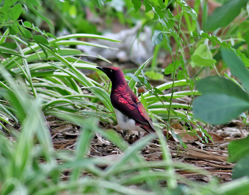 Ametiststare <br> Violet-backed Starling <br> Cinnyricinclus leucogaster