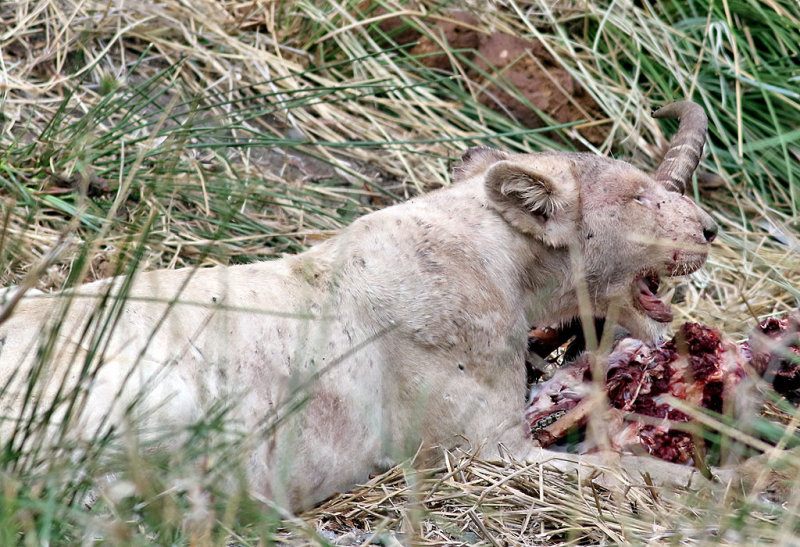 Lejon <br> African white Lion <br> Panthera leo