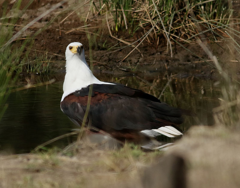 Skrikhavsrn <br> African Fish Eagle <br> Haliaeetus vocifer