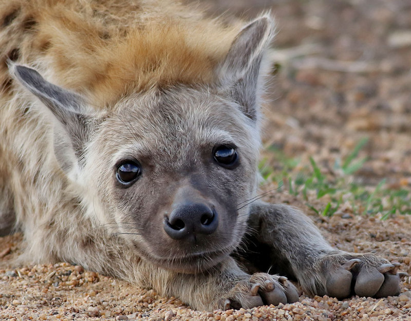 Flckig hyena <br> Spotted Hyaena <br> Crocuta crocuta