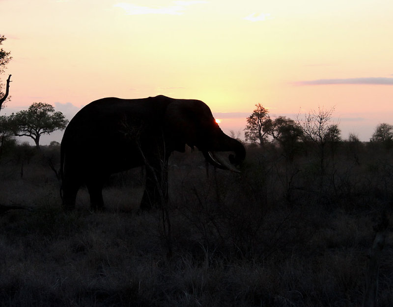 Afrikansk elefant <br> African Elephant <br> Loxodonta africana