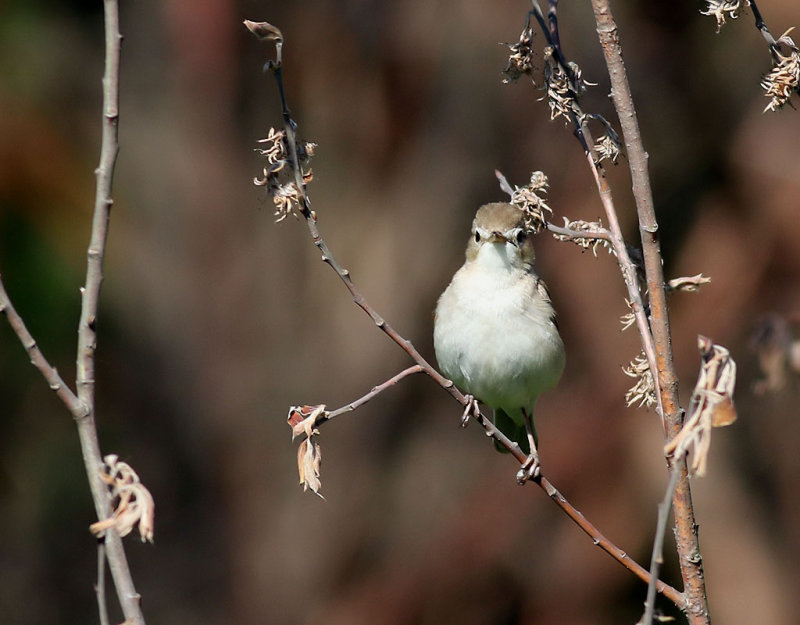 Stppsngare <br> Booted Warbler <br> Iduna caligata