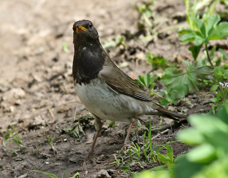 Svarthalsad trast <br> Black-throated Thrush <br> Turdus atrogularis