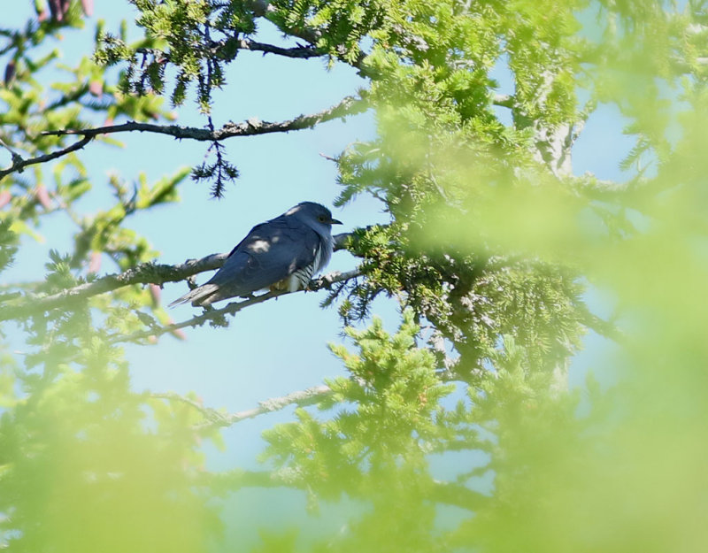 Taigagk <br> Oriental Cuckoo <br> Cuculus optatus