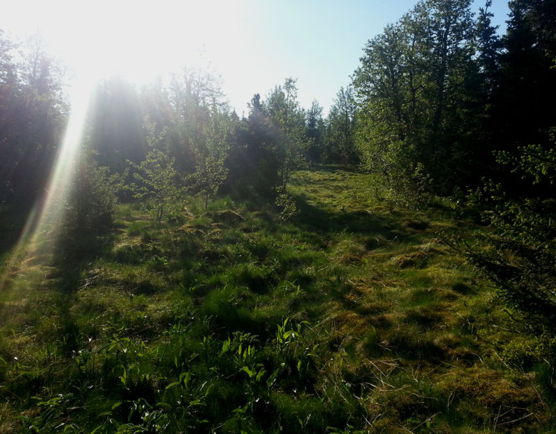 Landscape