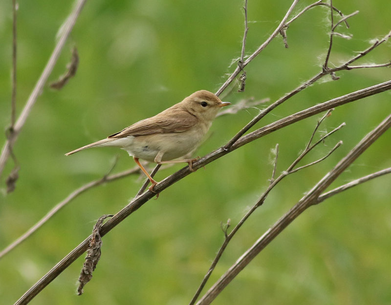 Stppsngare <br> Booted Warbler <br> Iduna caligata