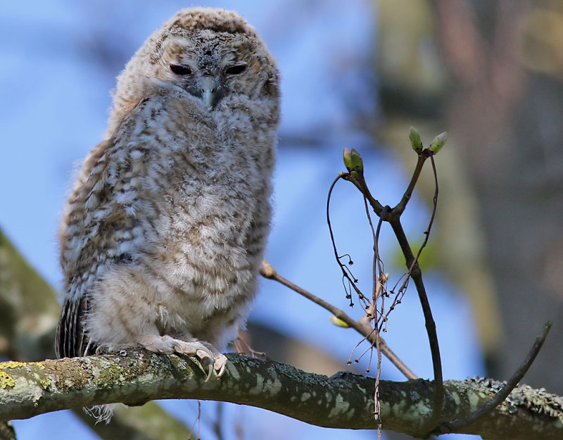 Kattuggla <br> Tawny Owl <br> Strix aluco