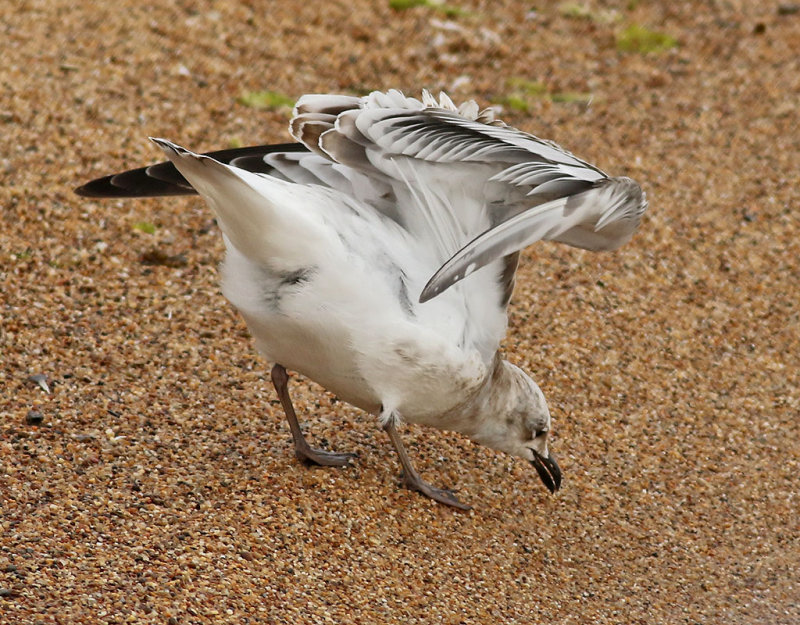 Svarthuvad ms <br> Mediterranean Gull<br> Ichthyaetus melanocephalus