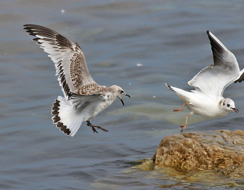 Svarthuvad ms <br> Mediterranean Gull<br> Ichthyaetus melanocephalus