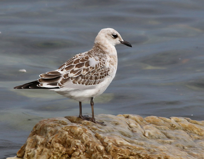 Svarthuvad ms <br> Mediterranean Gull<br> Ichthyaetus melanocephalus