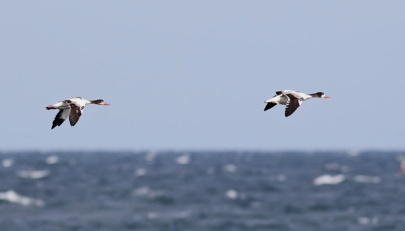 Gravand <br> Common Shelduck<br> Tadorna tadorna