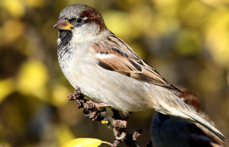 Grsparv <br> House Sparrow<br> Passer domesticus