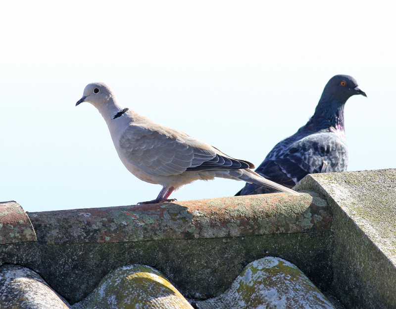 Turkduva <br> Eurasian Collared Dove <br> Streptopelia decaocto