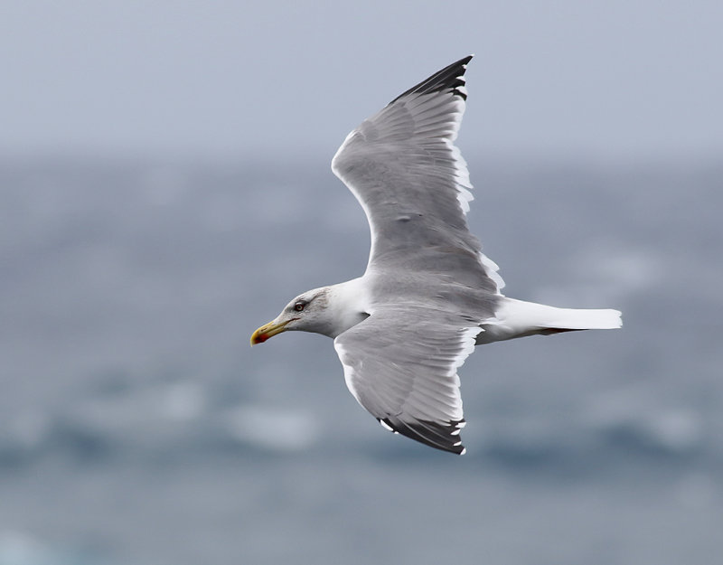 Medelhavstrut <br> Larus michahellis atlantis <br> Yellow-legged Gull
