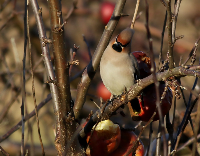 Sidensvans <br> Bombycilla garrulus <br> Bohemian Waxwing