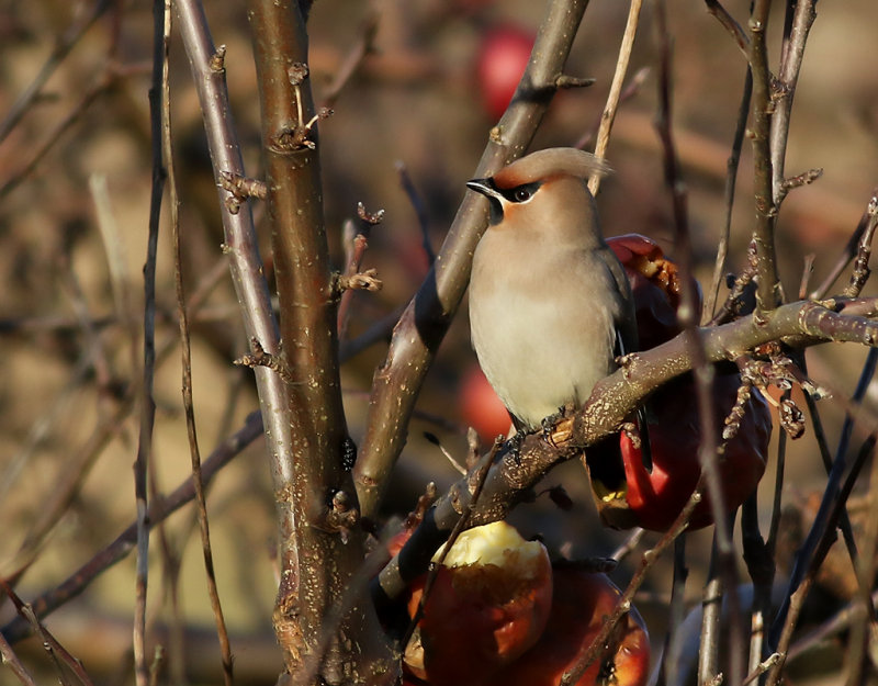 Sidensvans <br> Bombycilla garrulus <br> Bohemian Waxwing