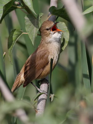 Papyrussångare Clamorous Reed Warbler Acrocephalus stentoreus