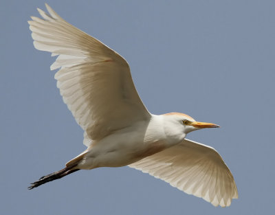 Kohger Cattle EgretBubulcus ibis