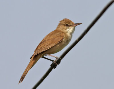 Papyrussngare  Clamorous Reed Warbler  Acrocephalus stentoreus 