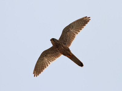 Tornfalk  Falco tinnunculus Common Kestrel
