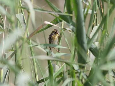 Streckad vävare Streaked Weaver Ploceus manyar