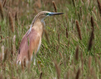 Rallhäger Squacco Heron Ardeola ralloides
