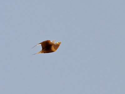 Brunbukig flyghna  Chestnut-bellied Sandgrouse  Pterocles exustus