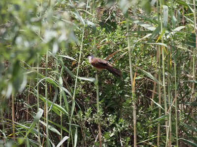 Senegalsporrgk  Senegal Coucal  Centropus senegalensis