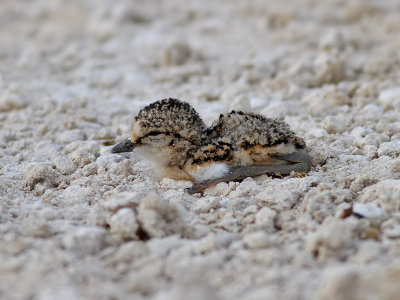 Kittlitzpipare Kittlitz's Plover Charadrius pecuarius