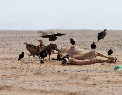 Örongam Lappet-faced Vulture Torgos tracheliotus
