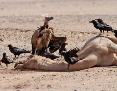 rongam   Lappet-faced Vulture  Torgos tracheliotus