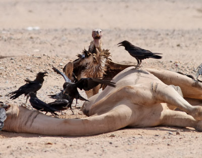 Örongam Lappet-faced Vulture Torgos tracheliotus