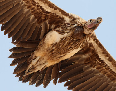 Örongam Lappet-faced Vulture Torgos tracheliotus