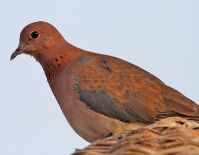 Palmduva  Laughing Dove Streptopelia senegalensis