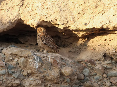kenberguv  Pharao's Eagle Owl  Bubo ascalaphus	