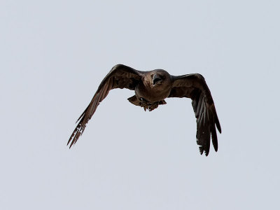 kenkorp  Brown-necked Raven Corvus ruficollis
