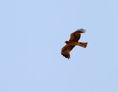 Dvärgörn Booted Eagle Aquila pennatus